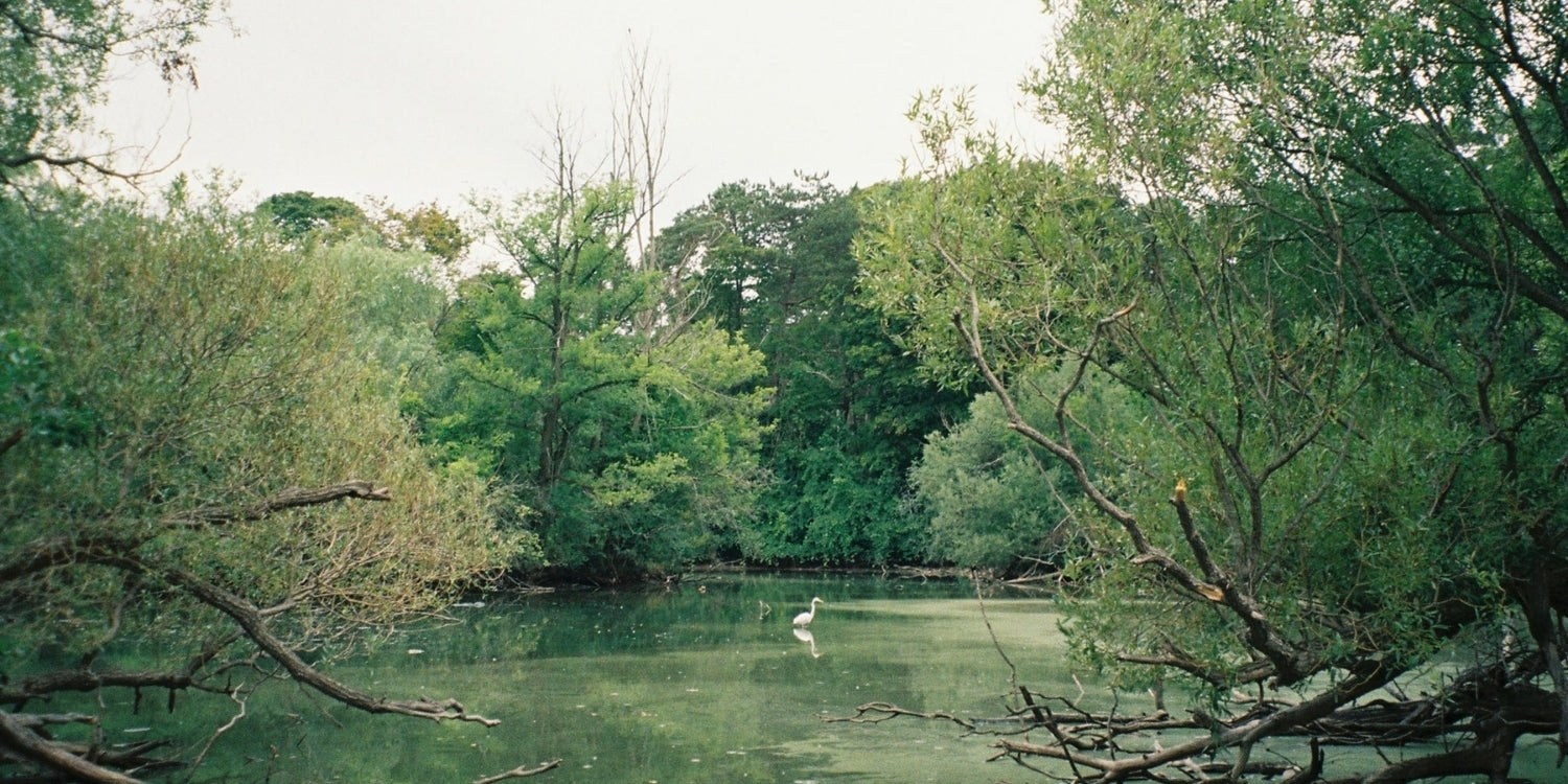 Alt Image