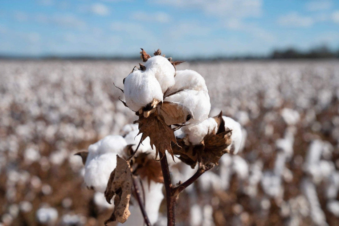 Cotton Standards: Understanding the Differences and Why They Matter