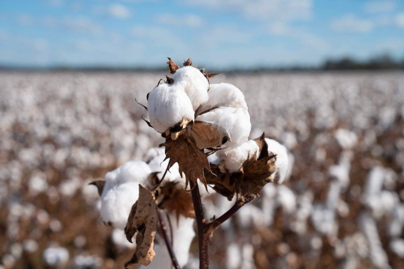 Cotton Standards: Understanding the Differences and Why They Matter